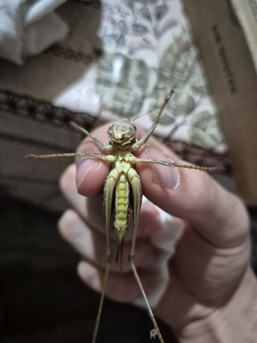 White-faced Bush-cricket