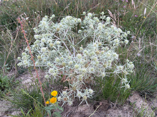 Field Eryngo