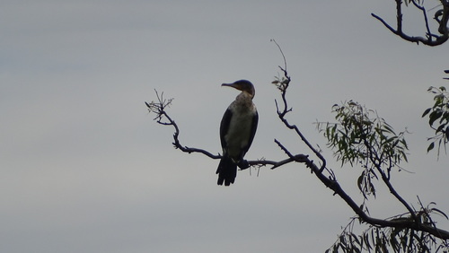 iNaturalist: (c) Gordon Hurley, some rights reserved (CC BY-NC), uploaded by Gordon Hurley iNaturalist image