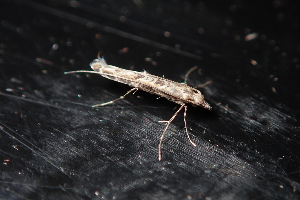 Stomphastis