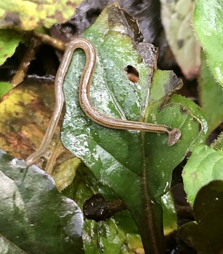 Bipalium kewense observed 2026-07-20