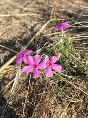 Phlox longifolia