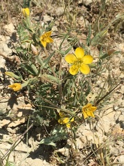 Mentzelia gracilenta