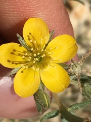 Mentzelia gracilenta