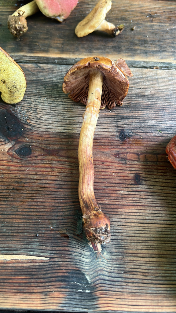 wrinkled cortinarius