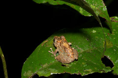 Pristimantis academicus