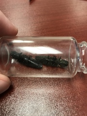 Ignelater havaniensis