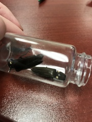 Ignelater havaniensis