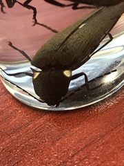 Ignelater havaniensis