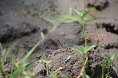 Thamnosophis lateralis