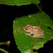 Pristimantis academicus - Photo (c) John Sullivan, some rights reserved (CC BY-NC), uploaded by John Sullivan