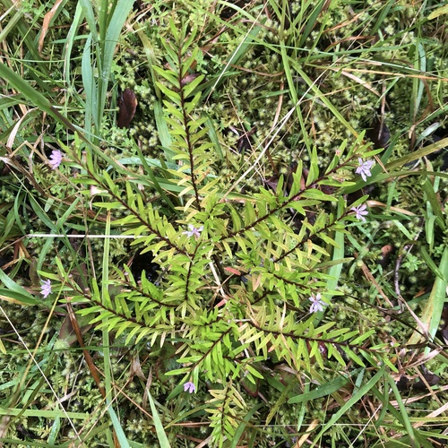 Cuphea hyssopifolia observed 2026-07-20