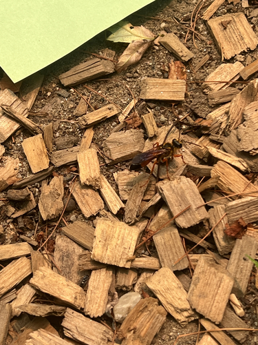 Great Golden Digger Wasp