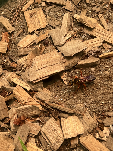 Great Golden Digger Wasp