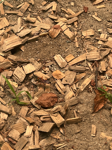 Great Golden Digger Wasp