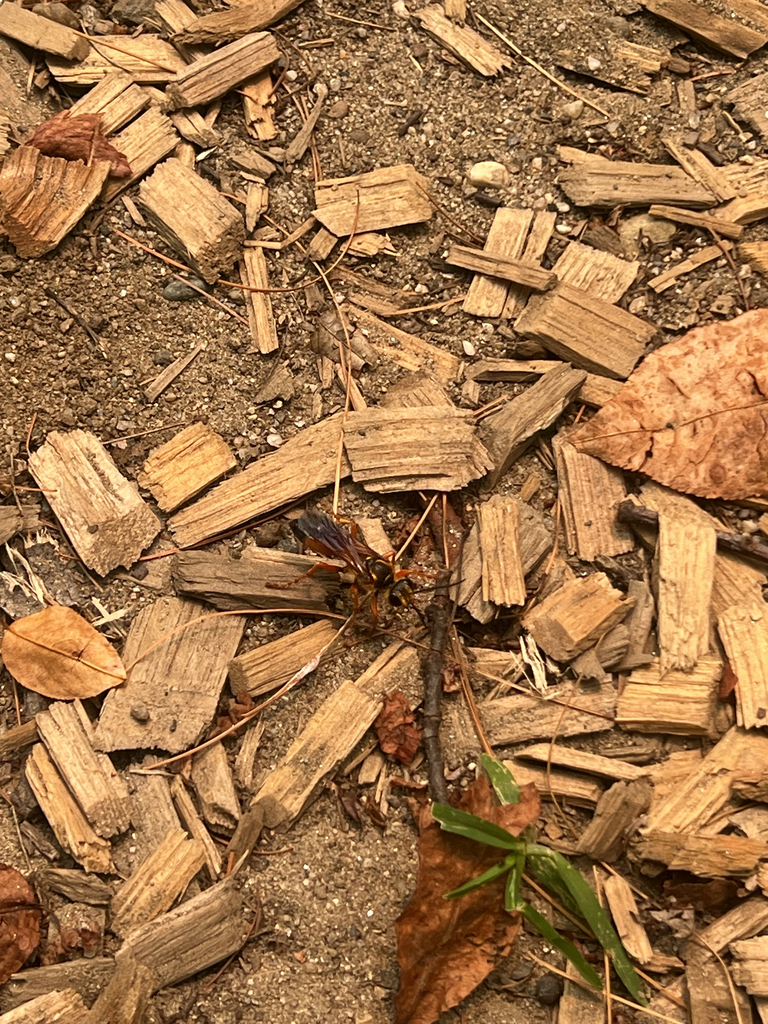 Great Golden Digger Wasp