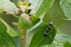 Formica argentea
