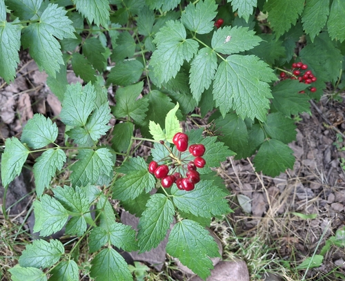 red baneberry