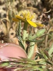 Mentzelia gracilenta