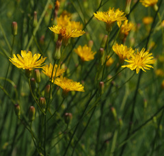 Crepis reuteriana