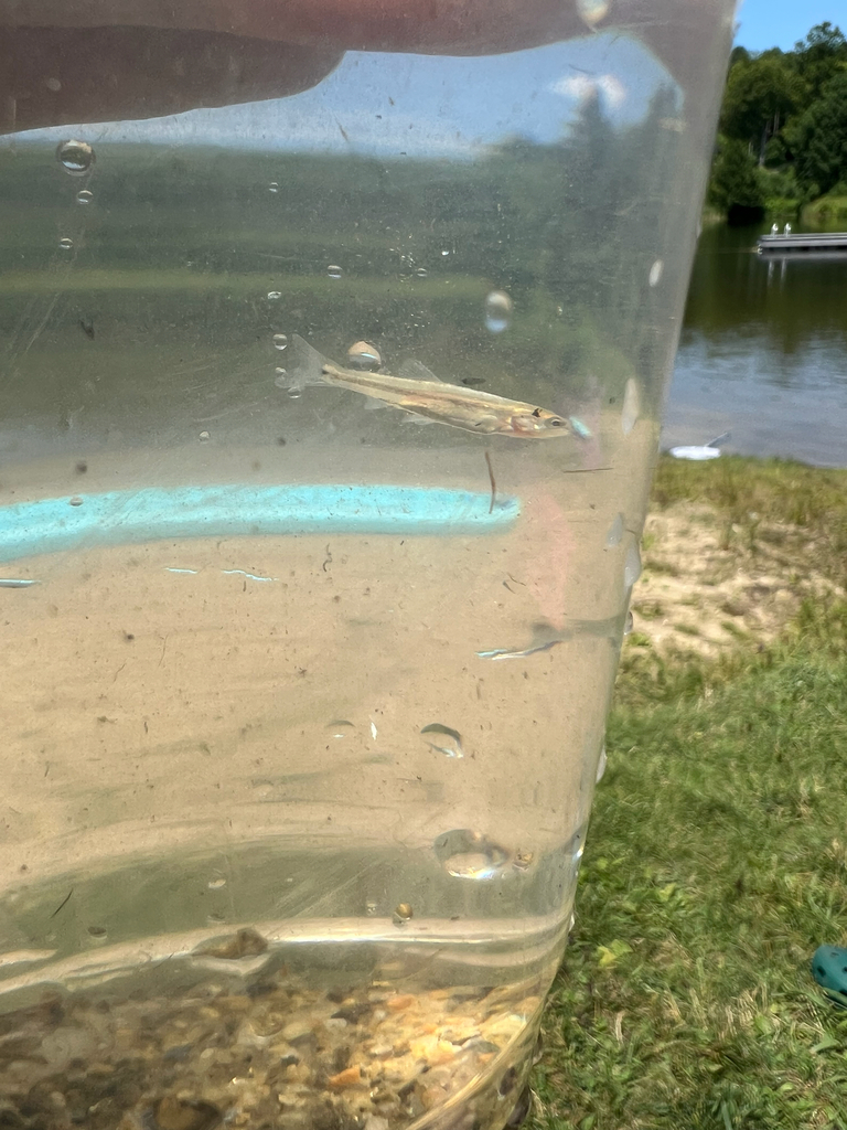 Bluntnose Minnow
