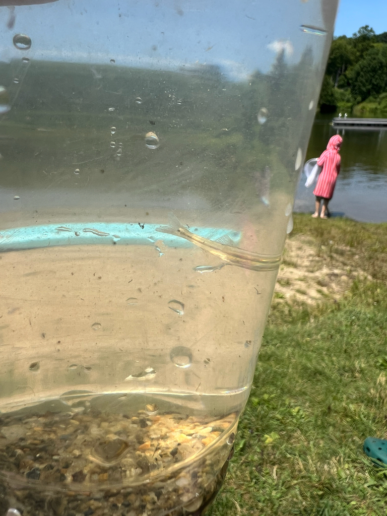 Bluntnose Minnow