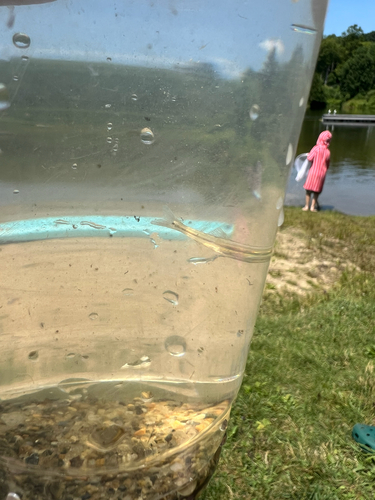 Bluntnose Minnow