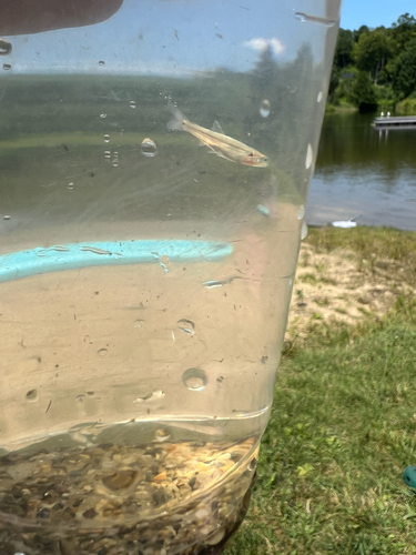 Bluntnose Minnow