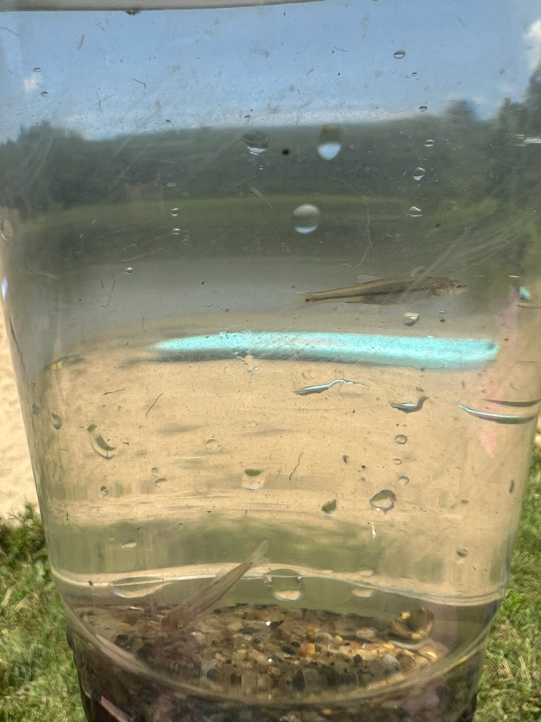 Bluntnose Minnow