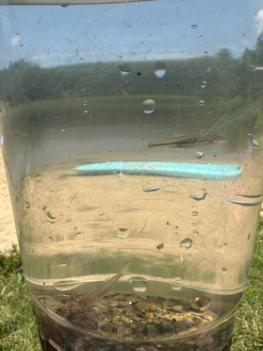 Bluntnose Minnow