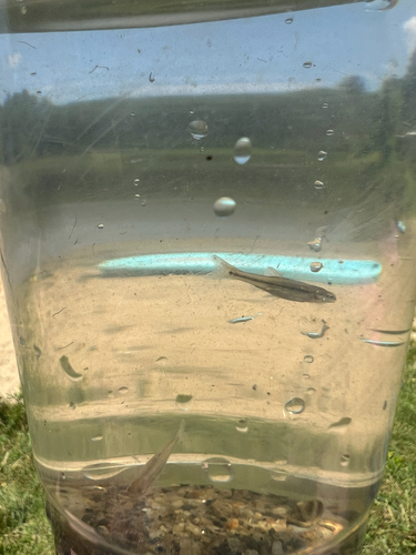Bluntnose Minnow