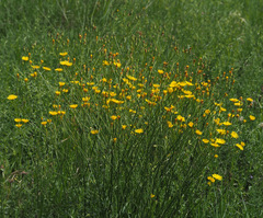 Crepis reuteriana