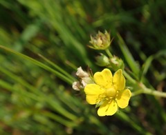 Potentilla kleiniana