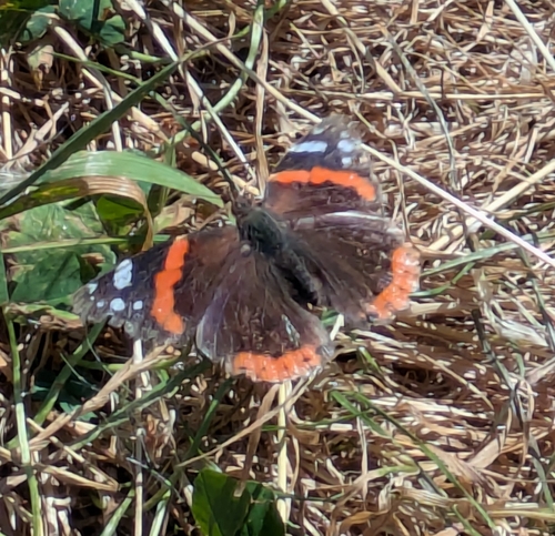 Red Admiral