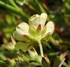 Potentilla kleiniana