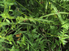 Crepis reuteriana