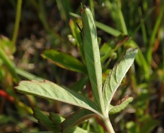 Potentilla kleiniana