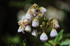 Jovellana punctata