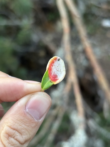 Lingonberry Gall