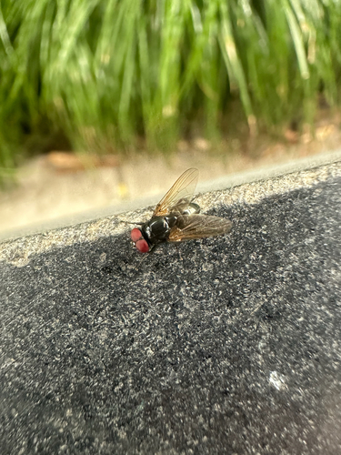 Hydrotaea chalcogaster