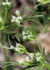 Ammoselinum popei