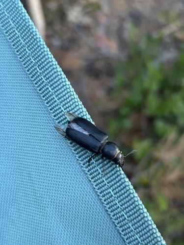 Black Longicorn Beetle