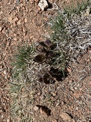 Mirabilis multiflora