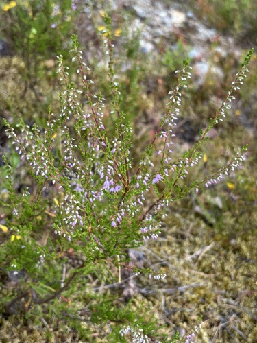 common heather