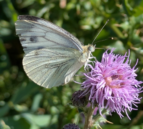 Green-veined White