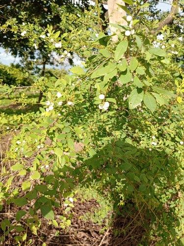 snowberrytree