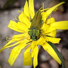 Anthaxia hungarica