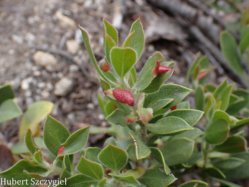 iNaturalist observation photo of Manzanita Leafgall Aphid