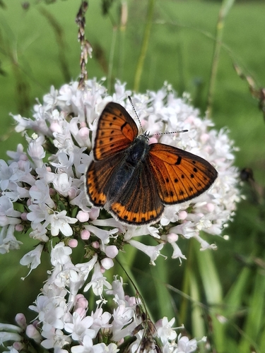 Purple-edged Copper