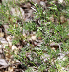 Ammoselinum popei